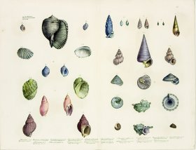 (image for) Goldfuss Shells pl 433