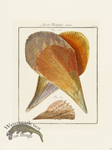 (image for) Martini Shells 085