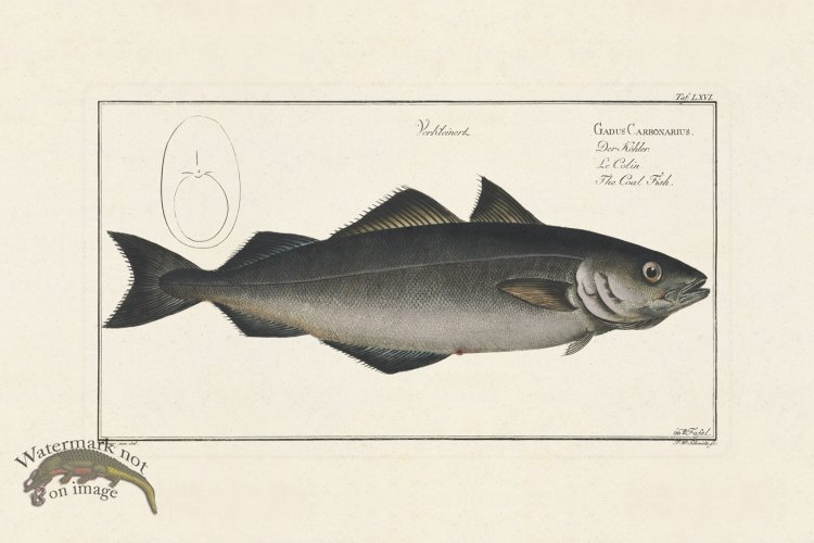 (image for) BLOCH FISH 066