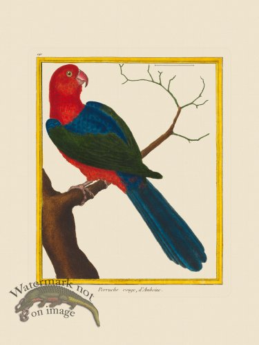 (image for) Martinet Bird 240