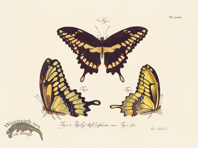 (image for) Jablonsky Butterfly 039