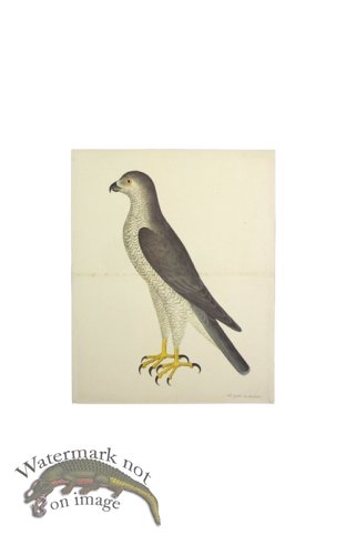 GOSHAWK MALE . PL 31