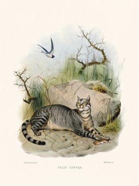 Elliot Cat 31 Cat Cffra