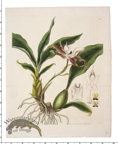 (image for) Curtis Botanical 082