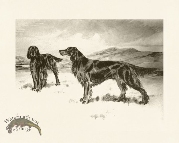 (image for) Modern Dogs 18