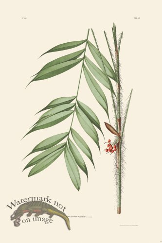 (image for) Rodrigues Palm Front 038