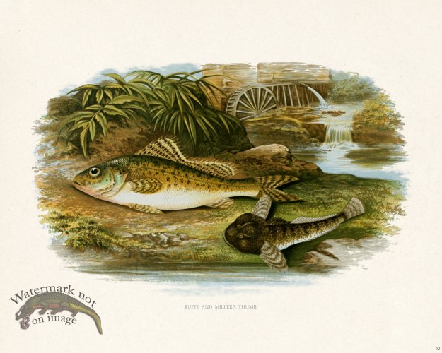 (image for) British FW 02