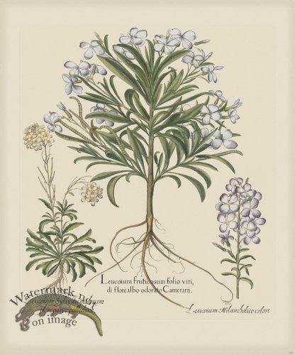 (image for) Besler 180 Colored B2