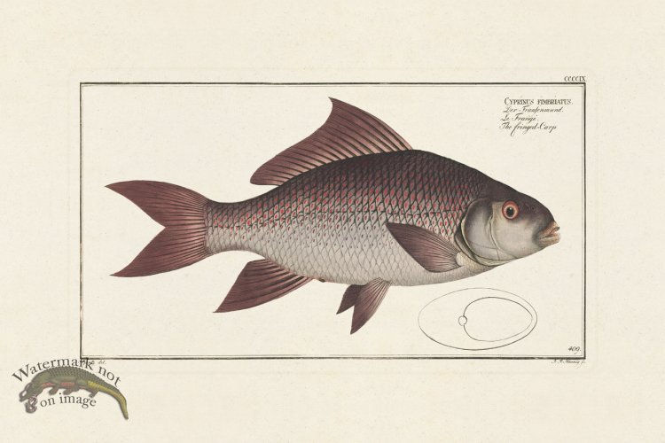 (image for) BLOCH FISH 409