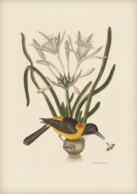 209 Yellow and Black Pye