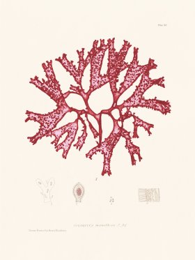 Bradbury Seaweed 090