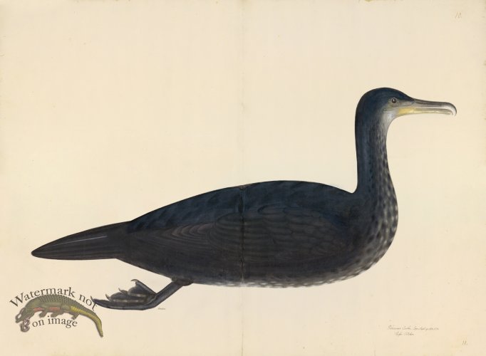 (image for) COMORANT, JUVIENILE . PL 11