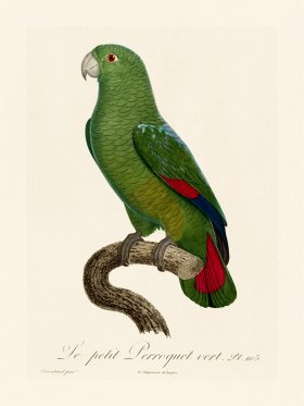 Barraband Parrot 105