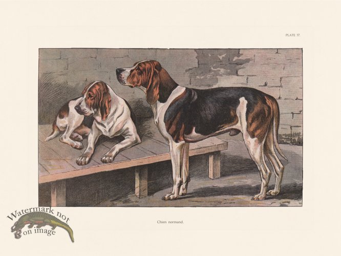 (image for) Les Chiens 037