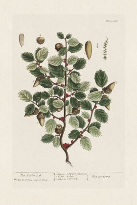 BEE 186 The Scarlet Oak