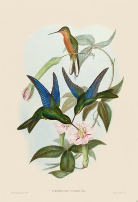 Gould Hummingbird 178