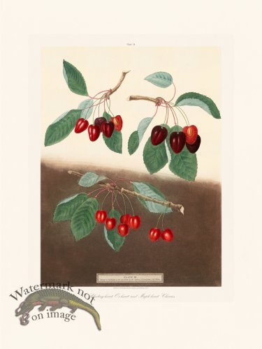 (image for) Brookshaw Fruit 34