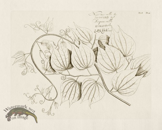 (image for) HORTUS VOl 08 30