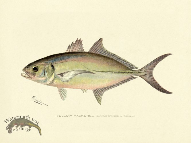 Mackerel - Yellow