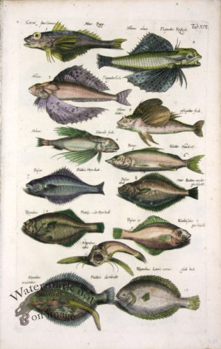 (image for) 1660_Sea_life_05