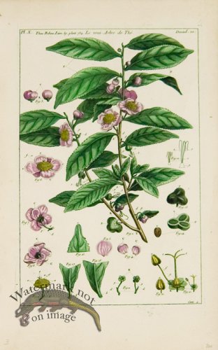 (image for) Buchoz Bot 08