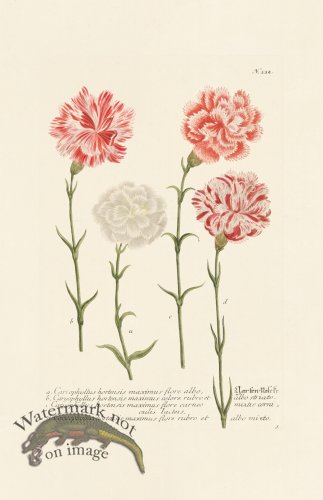 (image for) Weinmann PL 332