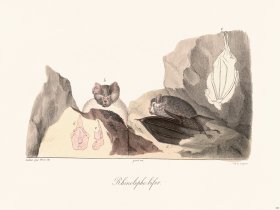 Cuvier 320 Rhinolophe Bifer