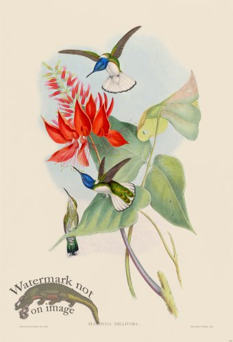 (image for) Gould Hummingbird 113