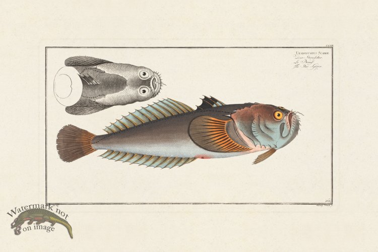 (image for) BLOCH FISH 163