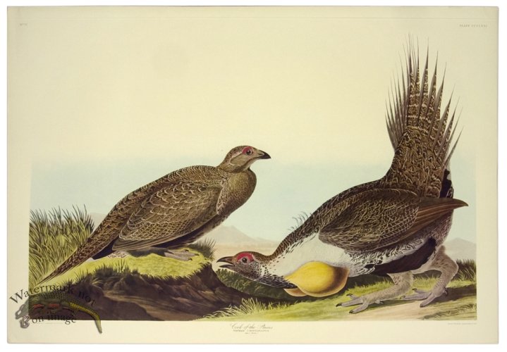 (image for) Cock of the Plains L.E.