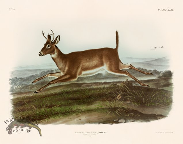 118 Long Tailed Deer