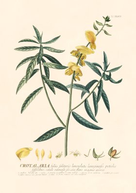 Trew Botanical 47