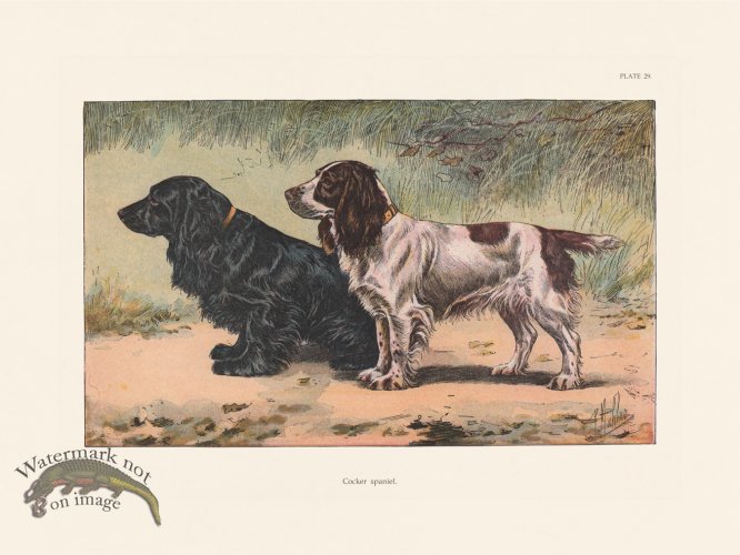 (image for) Les Chiens 029