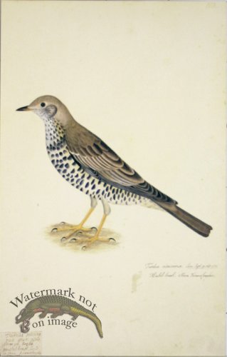 (image for) 108 Swedish Birds . Turdus Viscivorus ? Mistle Thrush