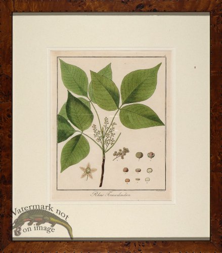 (image for) Hayne\'s Botanical in Burl 19