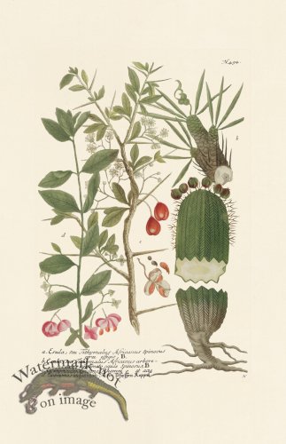 (image for) Weinmann PL 494