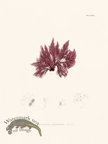 (image for) Bradbury Seaweed 129