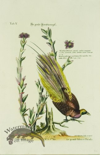 (image for) SB 04 Le grand Oiseau de Paradis (Bird of Paradise)