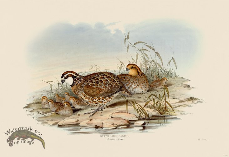 (image for) 01 Bob White or Virginian Patridge