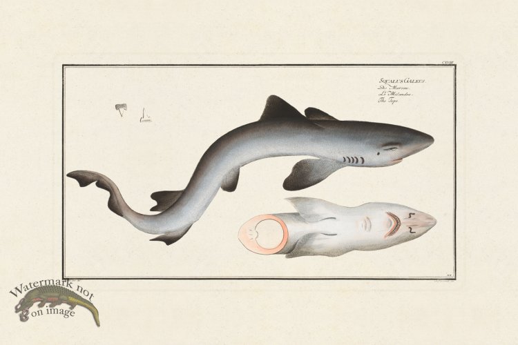 (image for) BLOCH FISH 118