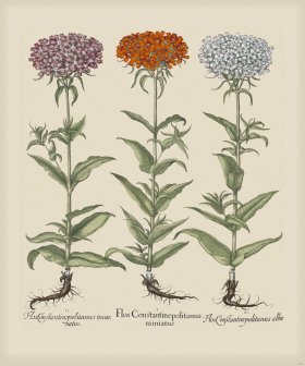 Besler 254 Colored B2