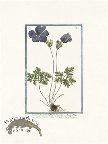 (image for) Bonelli 433 Purple Anymone