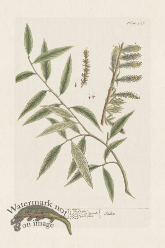 (image for) BEE 327 The Willow