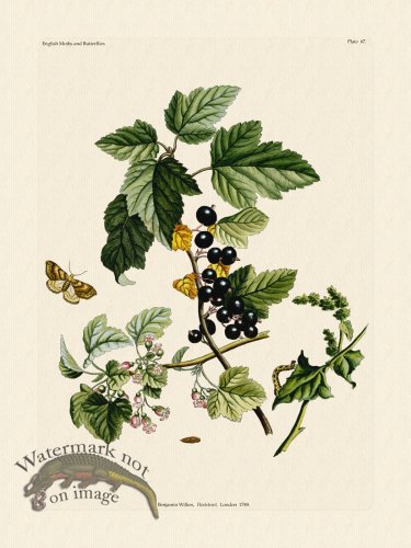 (image for) Wilkes Butterflies 067