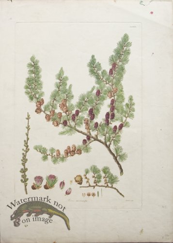 (image for) LG Pine Cone 11