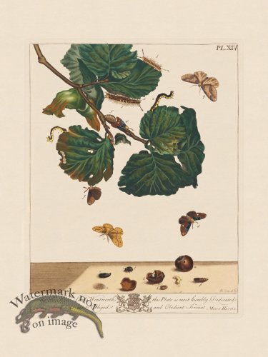 (image for) Moses Harris Insects 14