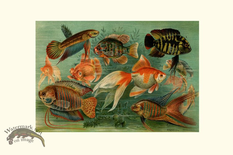 (image for) Underwater 38