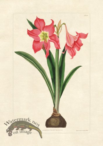 (image for) Edward bury 41