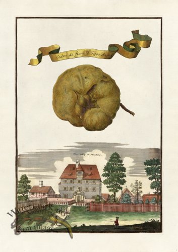 (image for) Volckamer 052