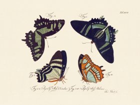 Jablonsky Butterfly 047